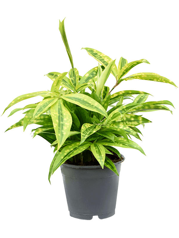 dracaena surculosa mike Dracaena surculosa 'Mike' – Underleaf