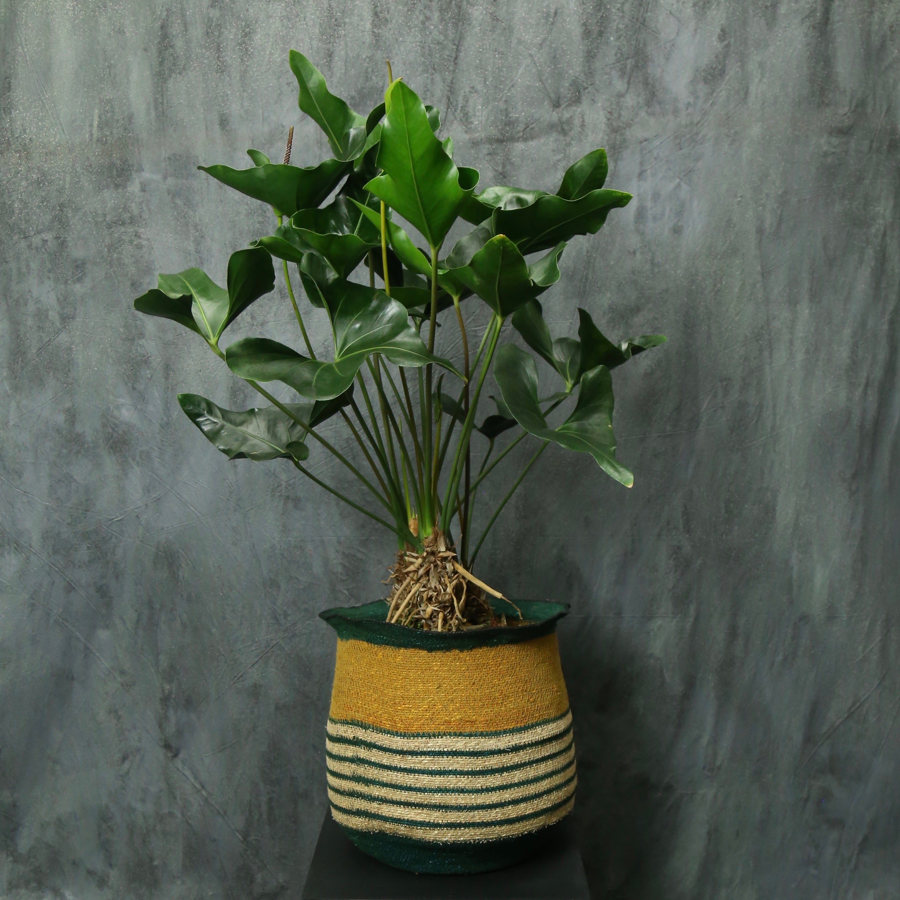 anthurium arrow Anthurium 'arrow' – Underleaf