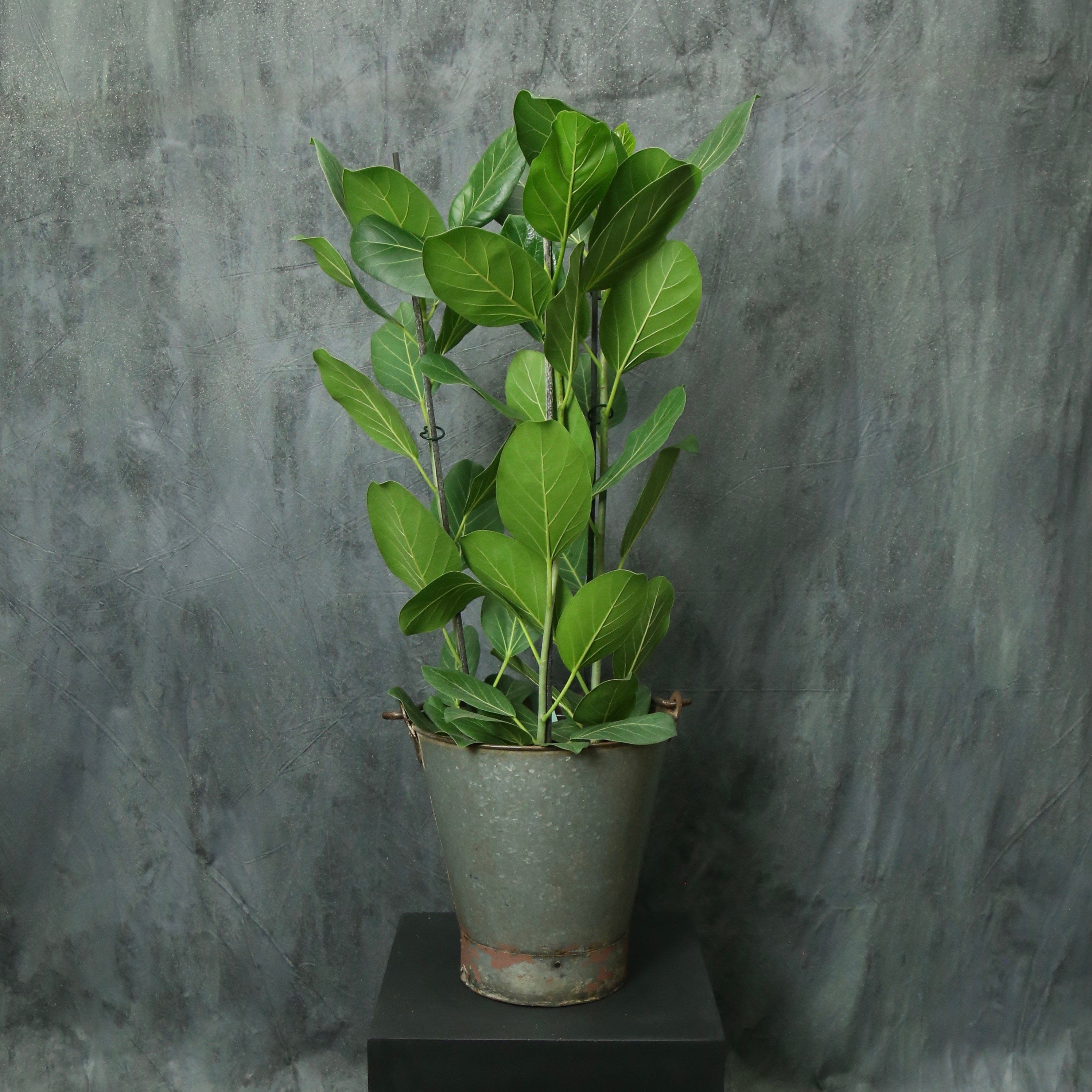 ficus benghalensis audrey bengal fig Ficus benghalensis 'Audrey' (Bengal Fig) – Underleaf