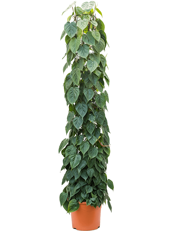 Philodendron scandens 'Column 180'