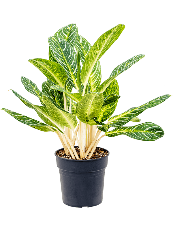 Aglaonema 'Key Lime'