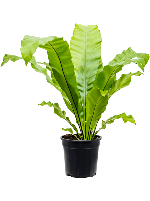 Asplenium nidus