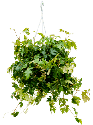 Cissus rhombifolia 'Ellen Danica'