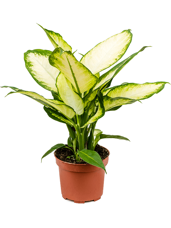 Dieffenbachia 'Camilla'