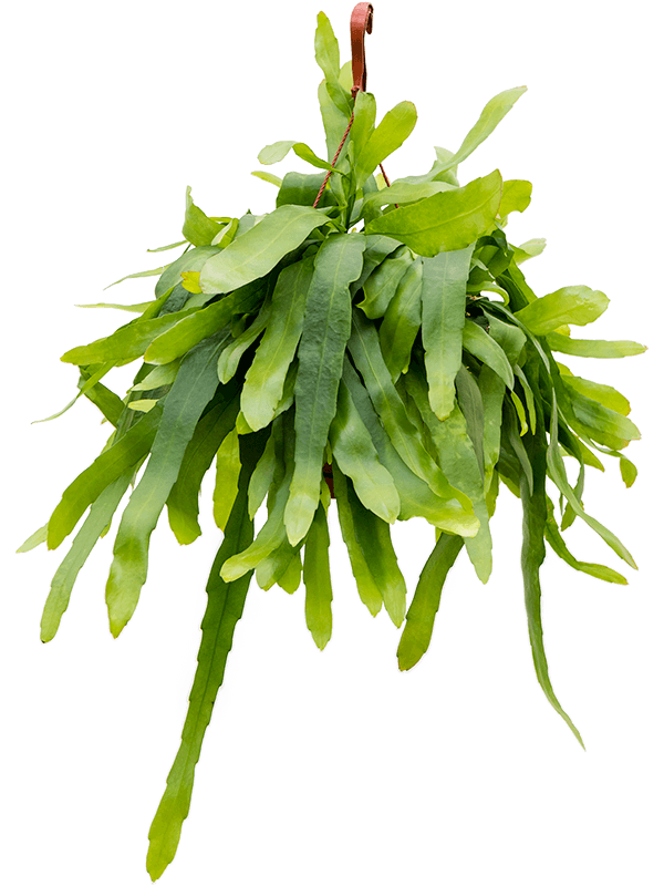 Epiphyllum pumilum