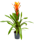 Guzmania lingulata
