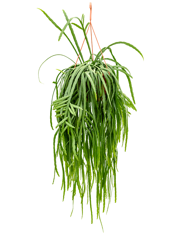 Lepismium bolivianum