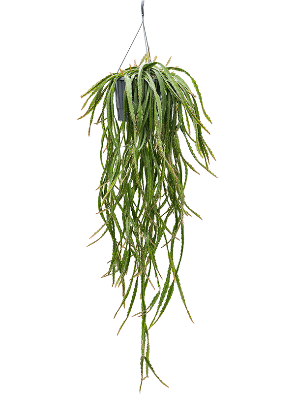 Lepismium cruciforme 'Rojo'