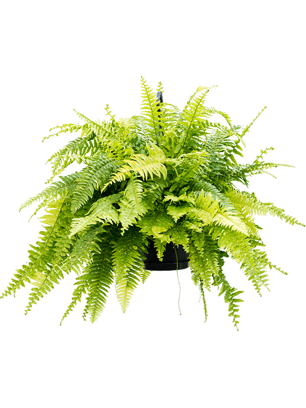 Nephrolepis exaltata 'Tiger Fern' (Boston Fern)