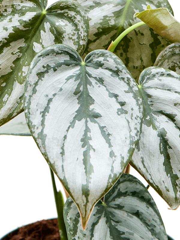 Philodendron brandtianum