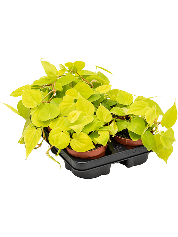 Philodendron micans lime