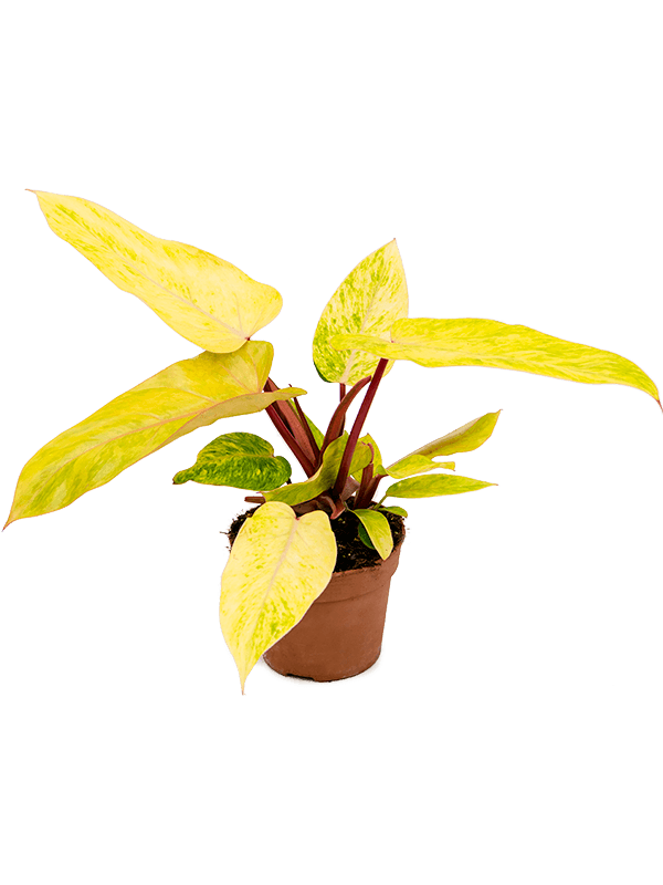 Philodendron Medusa 'Painted Lady'