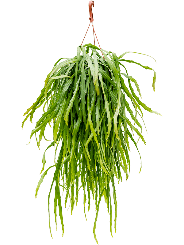 Rhipsalis asuntaputense