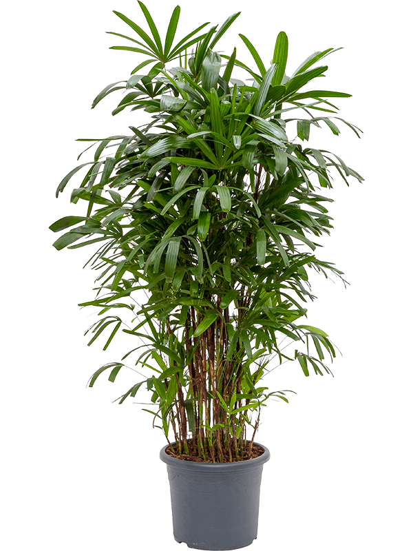 Extra Large Rhapis excelsa (Lady Palm)
