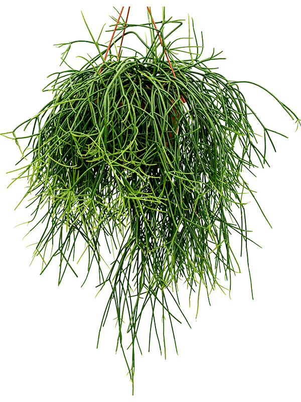 Rhipsalis pulchra