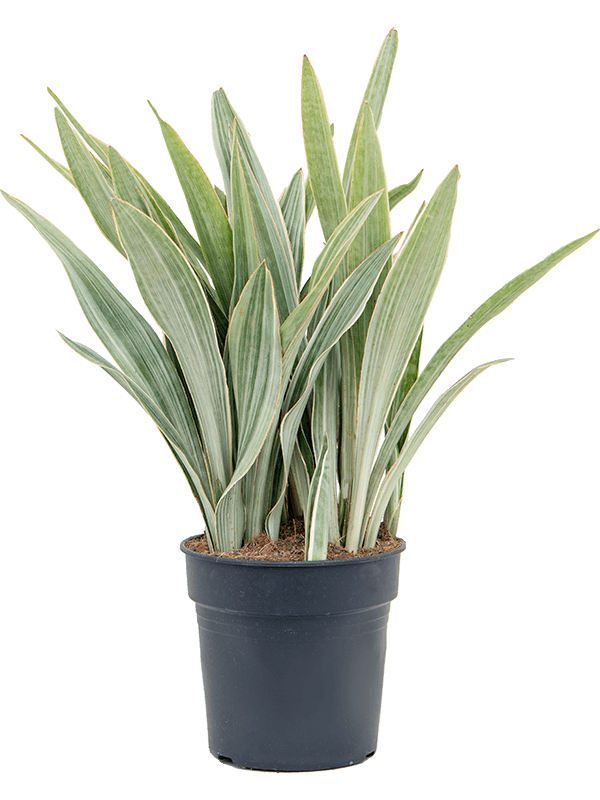 Sansevieria trifasciata 'Metallica'