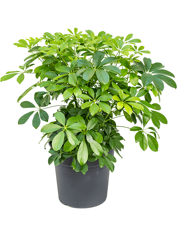 Schefflera arboricola