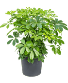 Schefflera arboricola