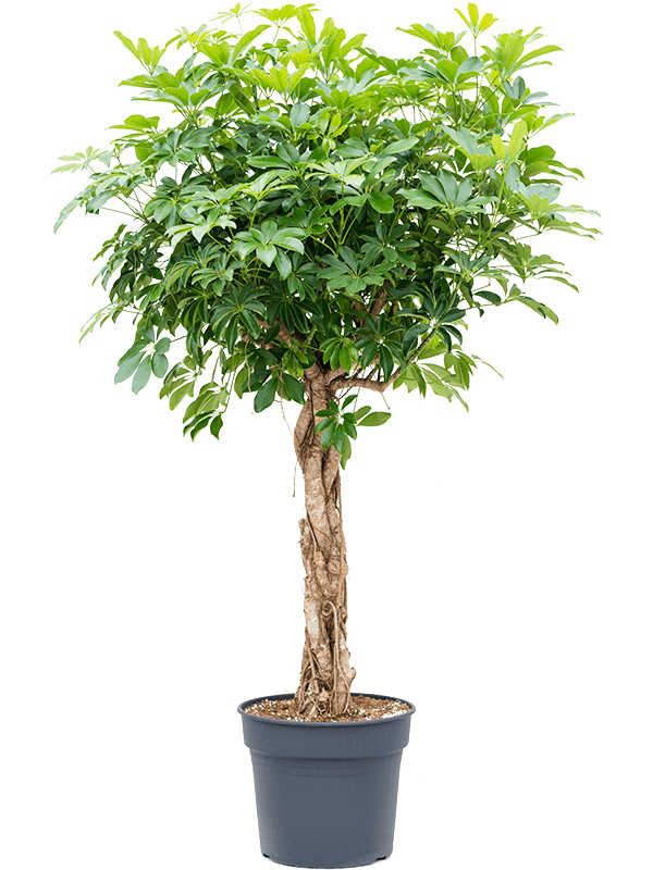 Schefflera arboricola 'Compacta' (braided stem)