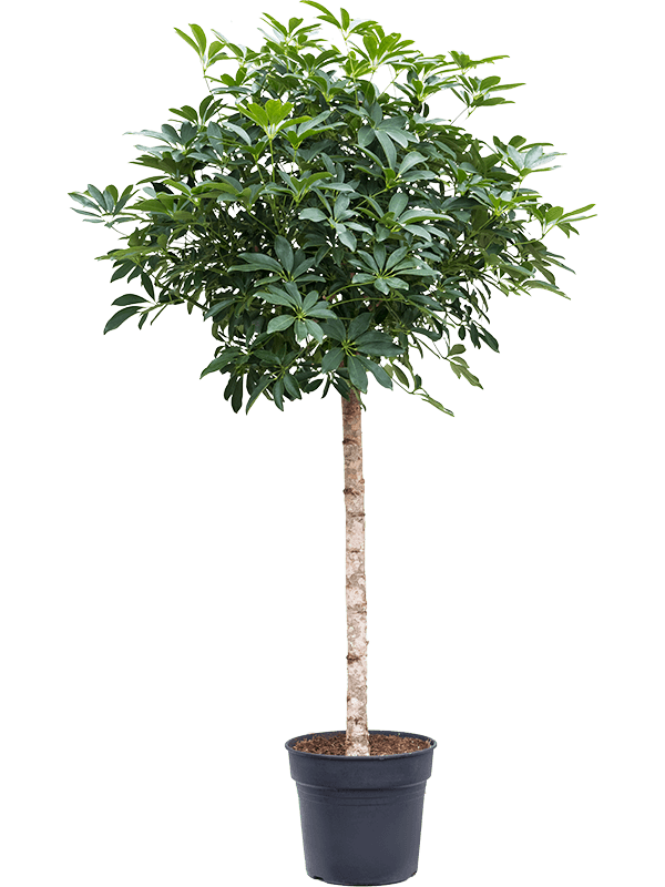 Schefflera arboricola 'compacta' (stem)