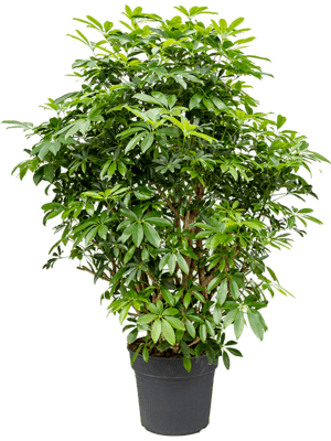 Schefflera arboricola