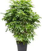 Schefflera arboricola