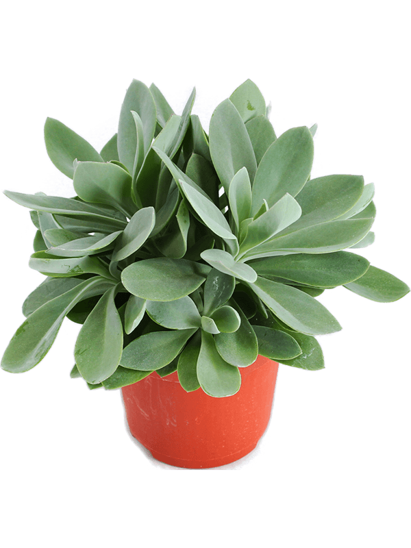 Senecio cephalophorus