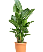Strelitzia nicolai (Bird of Paradise)