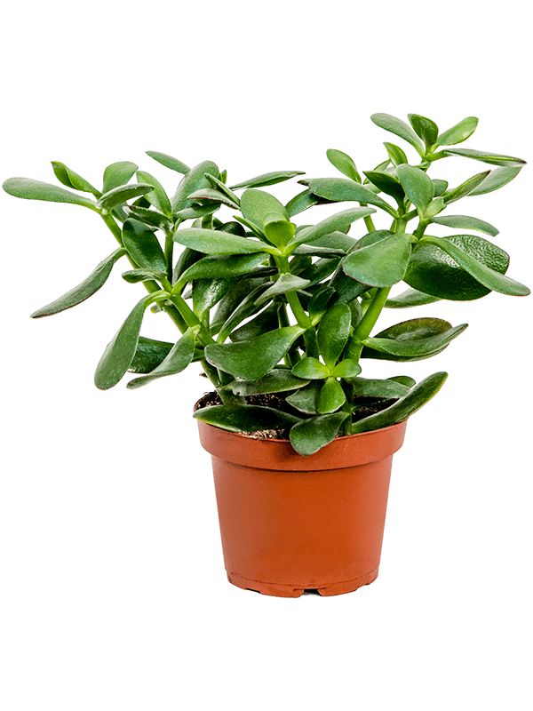 Crassula ovata 'Sunset'