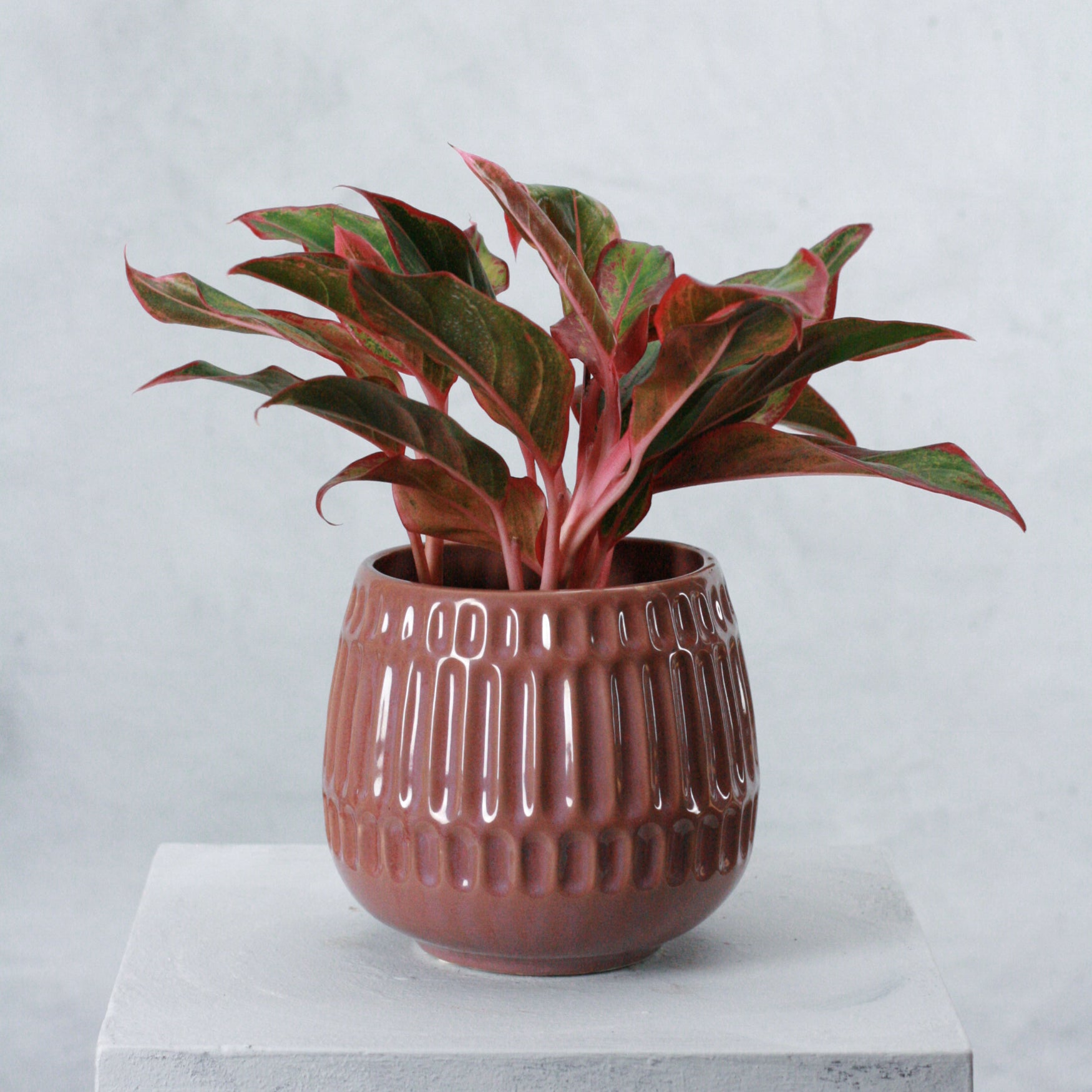 Aglaonema crete (Chinese Evergreen)