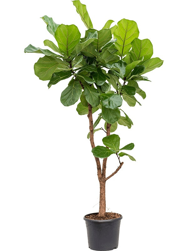 Ficus lyrata Branched