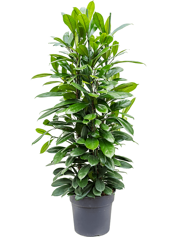 Ficus cyathistipula