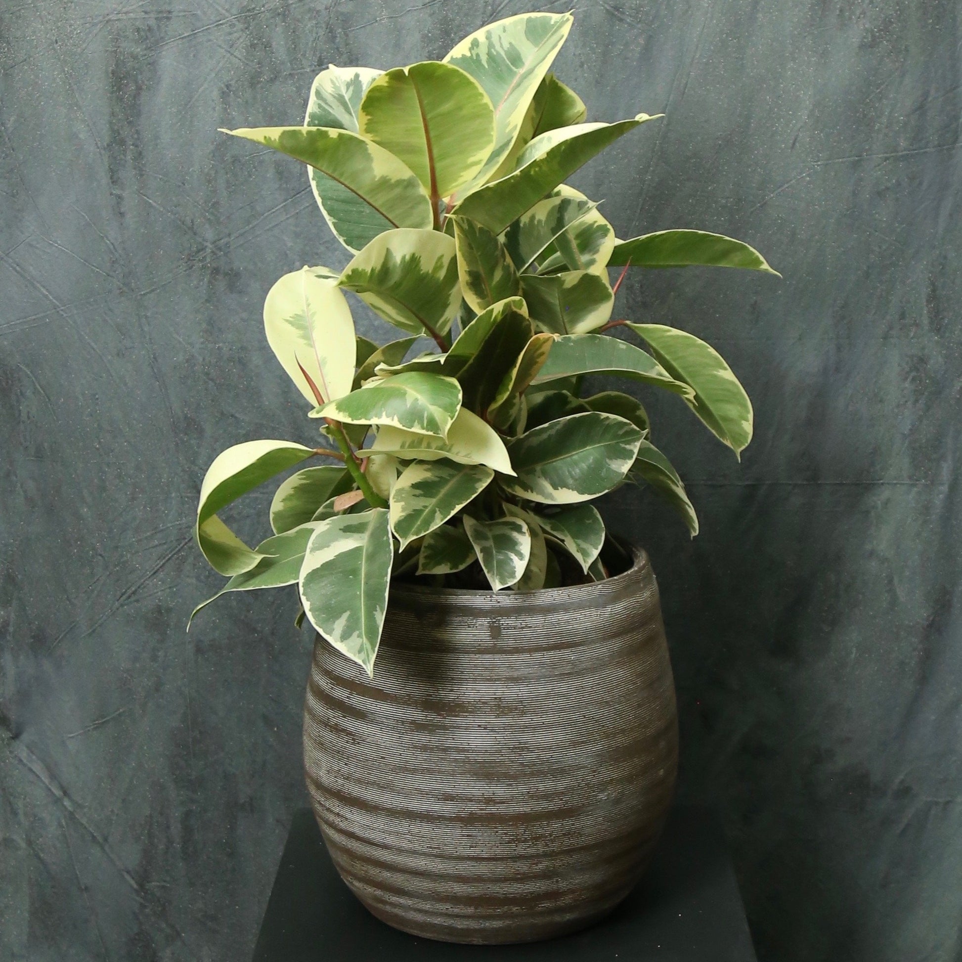 Ficus elastica 'Tineke' (Rubber plant)
