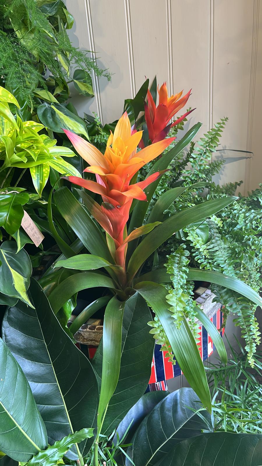 Guzmania lingulata