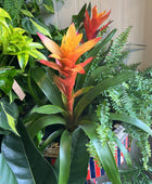 Guzmania lingulata