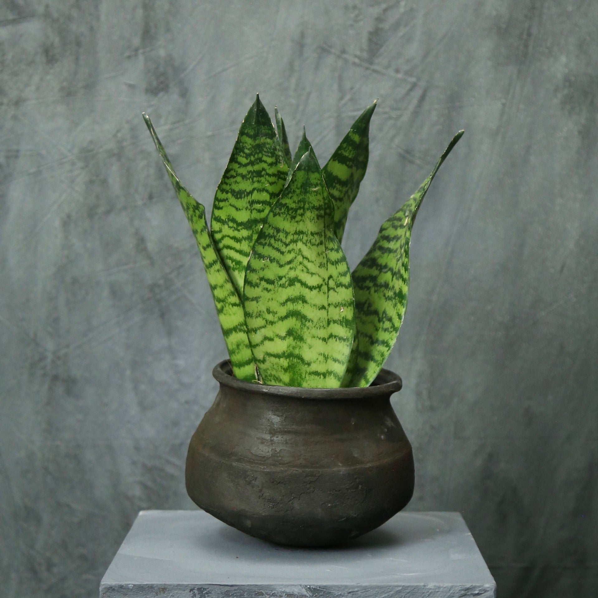 sansevieria zeylanica compacta Sansevieria zeylanica 'compacta' (snake plant) – Underleaf