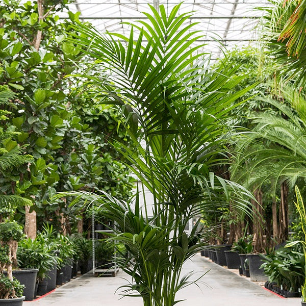 Extra Large Kentia forsteriana (Thatch Palm)
