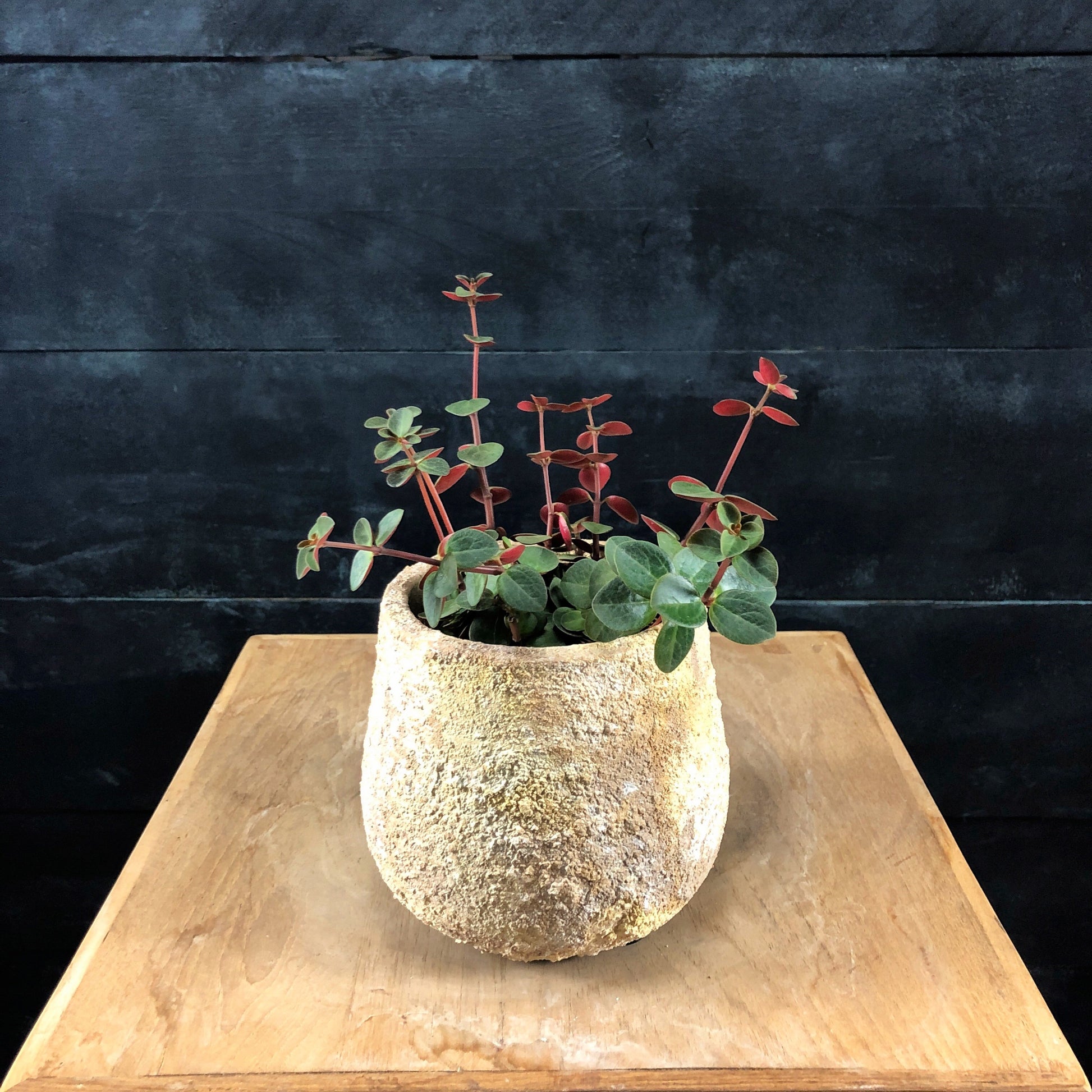 Peperomia verticillata in Auckland pot