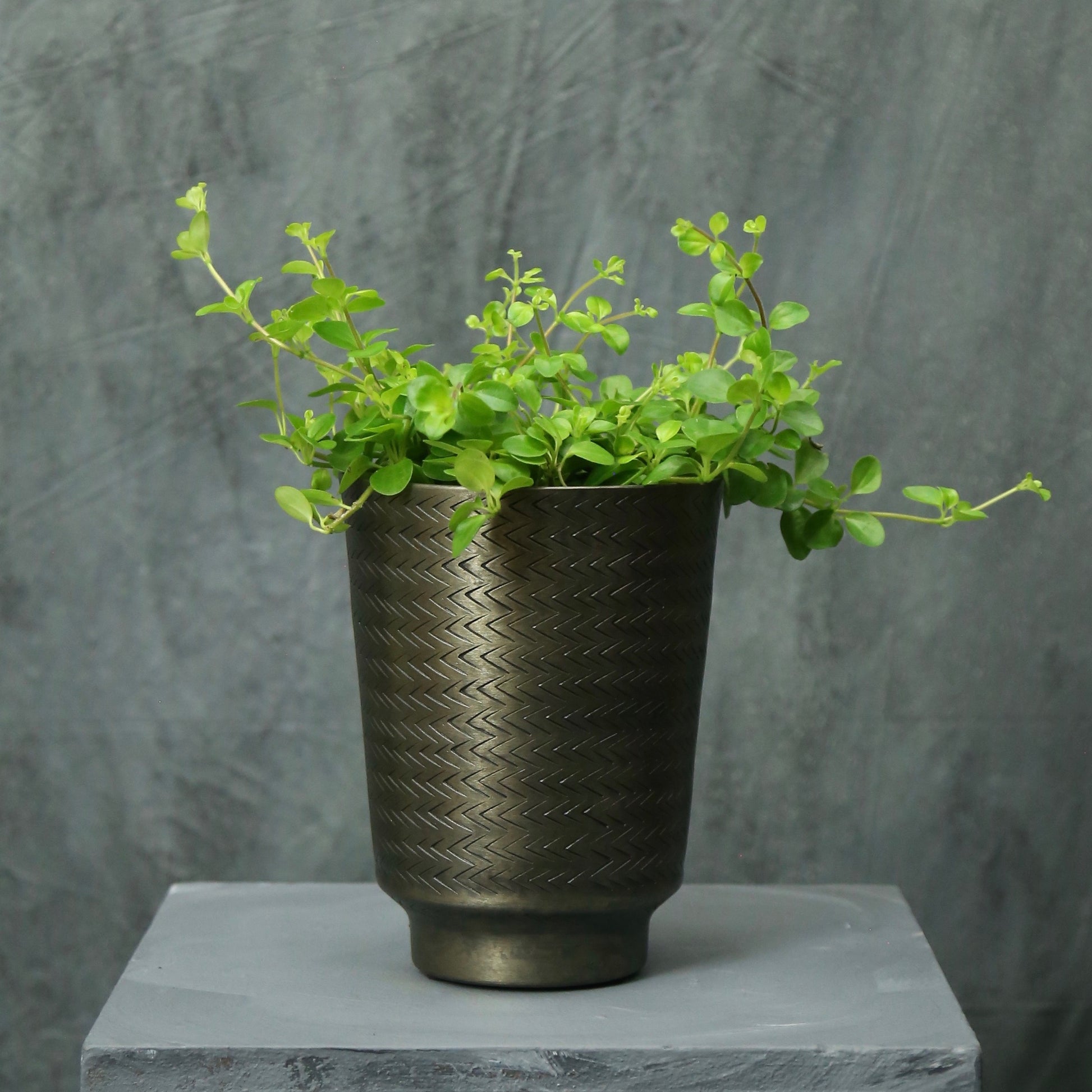Peperomia rotundifolia (trailing jade)
