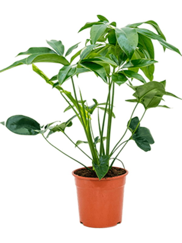 Philodendron 'green wonder'