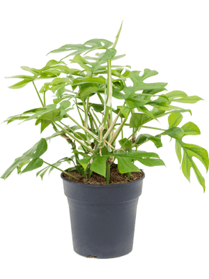 Monstera minima