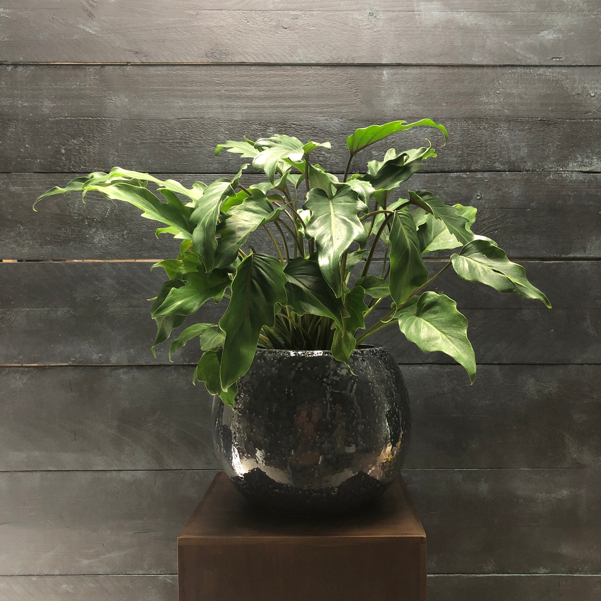 Philodendreon xanadu (xanadu or cut-leaf philodendron)
