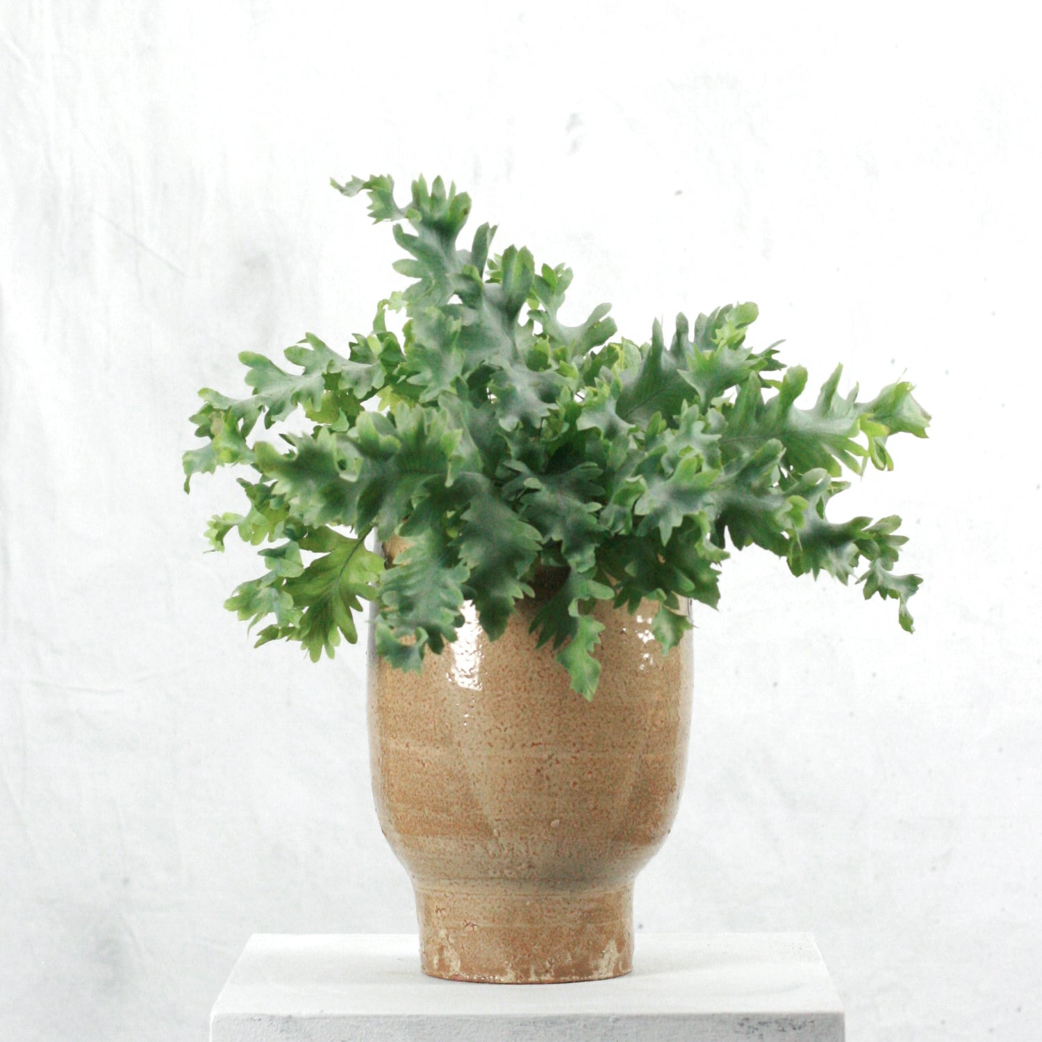 Phlebodium davana
