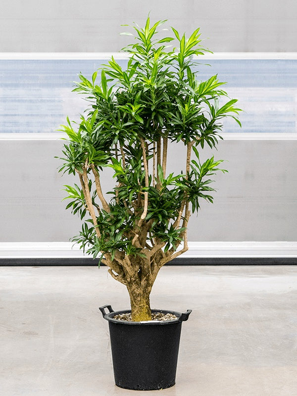 Pleomele (Dracaena) reflexa 'Song of Jamaica'
