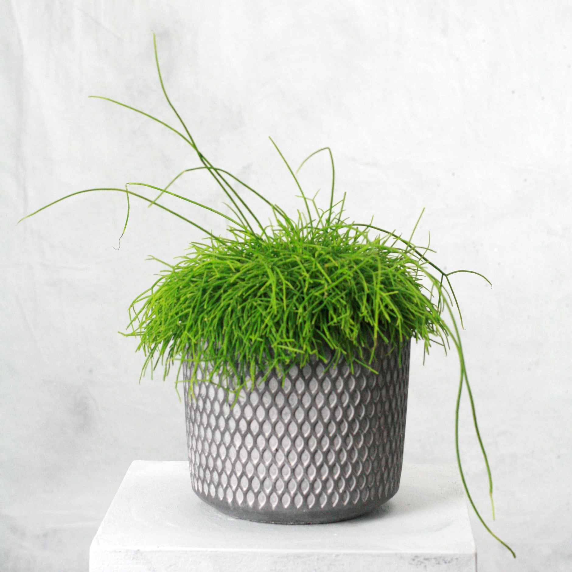 Rhipsalis cassutha (mistletoe cactus)