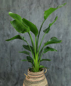 Strelitzia nicolai (Bird of Paradise)