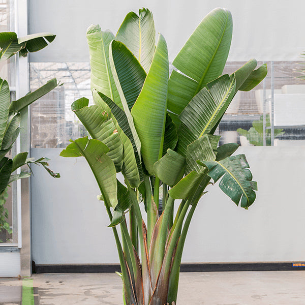 Extra Large Strelitzia nicolai (Bird of Paradise)