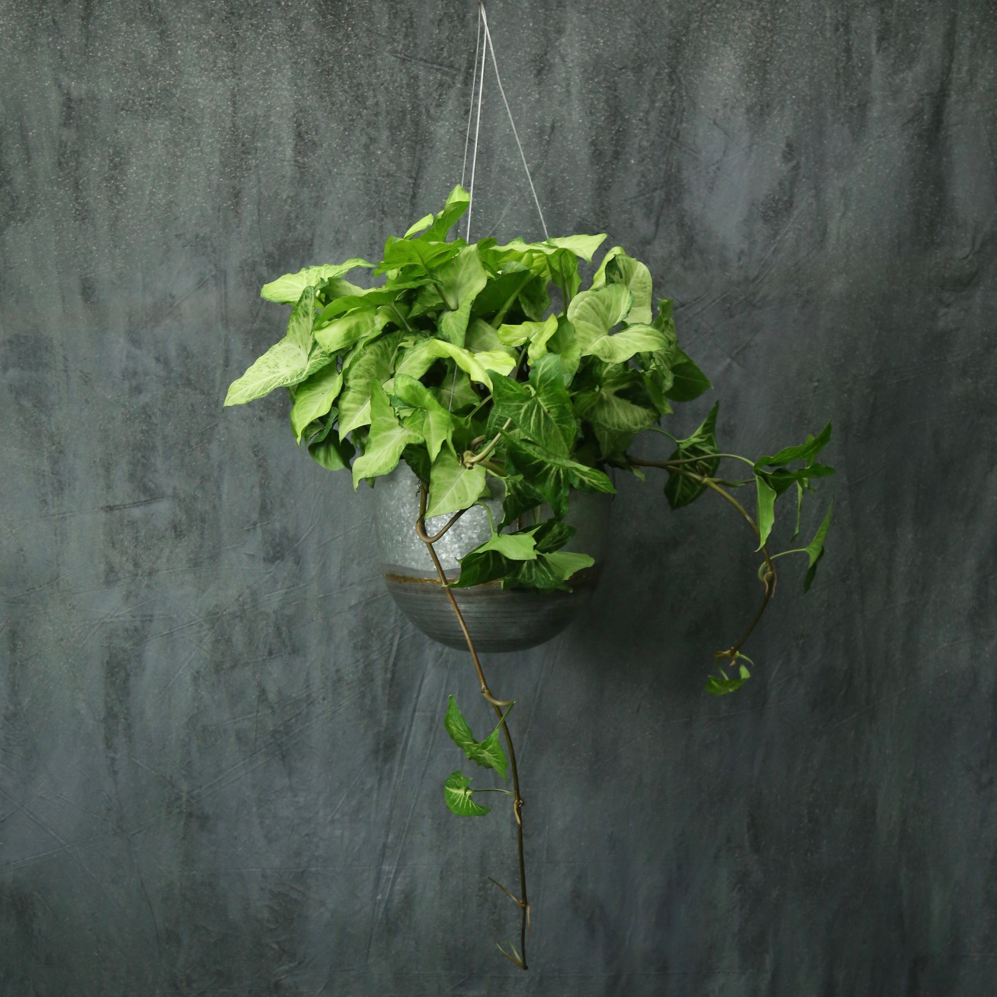 Syngonium 'white butterfly'