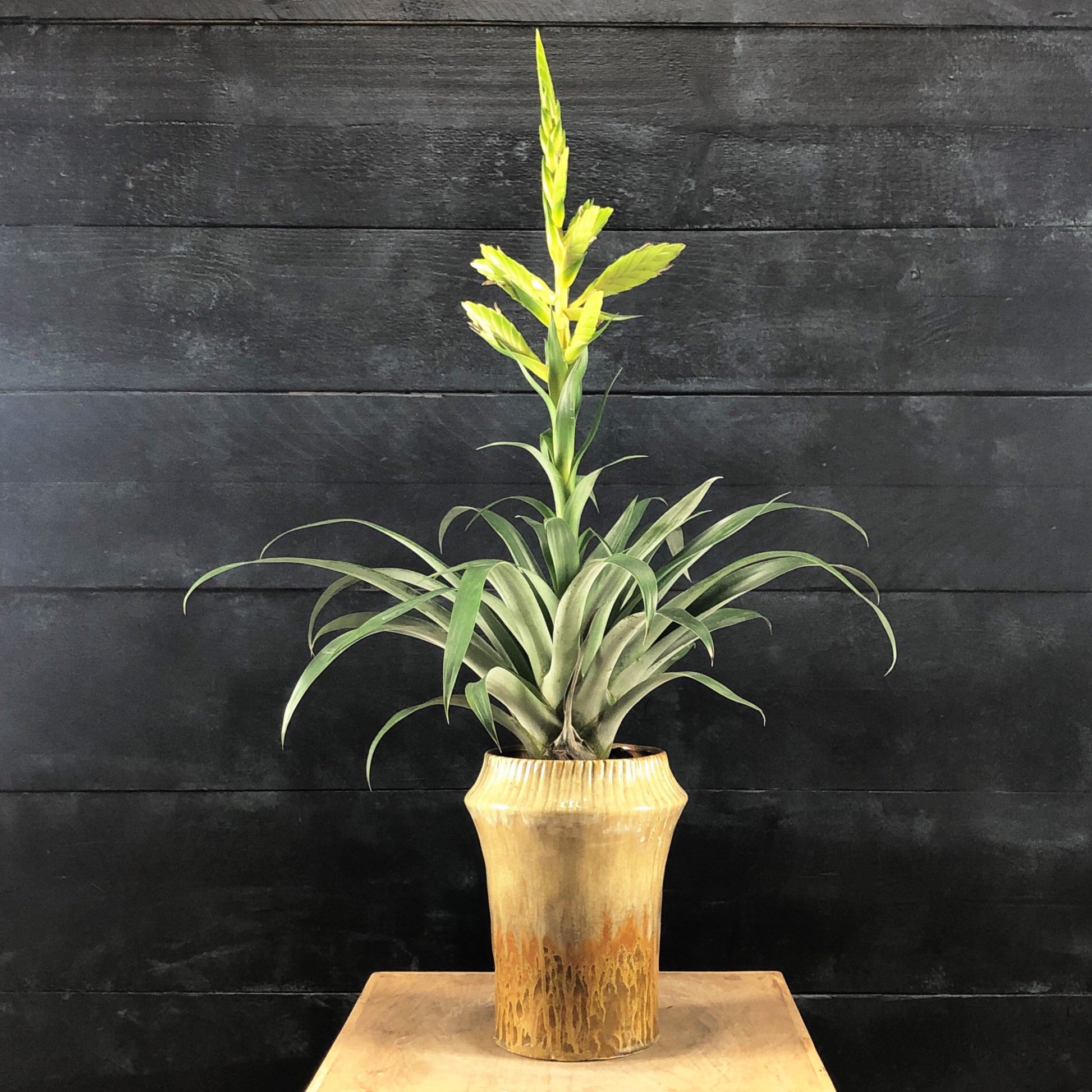 Tillandsia oerstediana potted plant