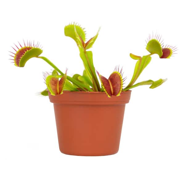 Venus Flytrap